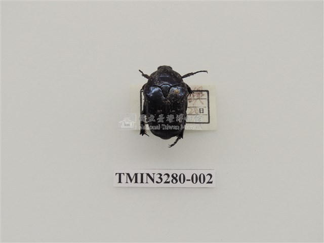 綠艷白點花金龜藏品圖，第1張