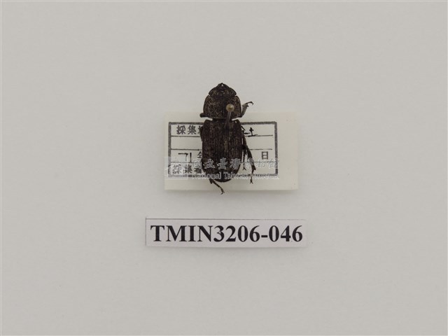 鏽鍬形蟲藏品圖，第1張