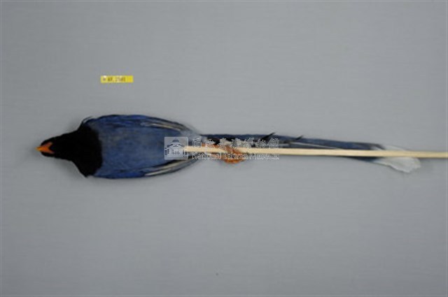 臺灣藍鵲藏品圖，第2張