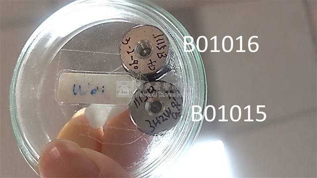 肯氏橋石藻藏品圖，第1張