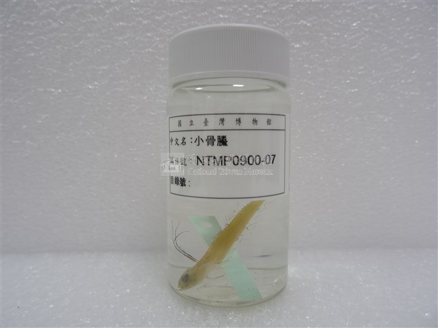 小骨鰧藏品圖，第2張