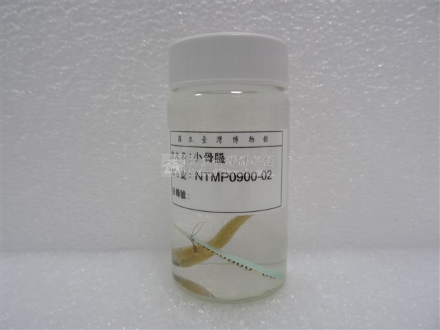 小骨鰧藏品圖，第2張