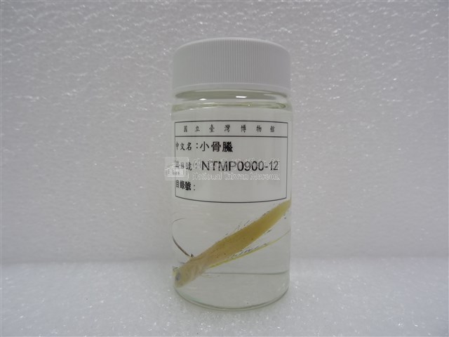 小骨鰧藏品圖，第2張