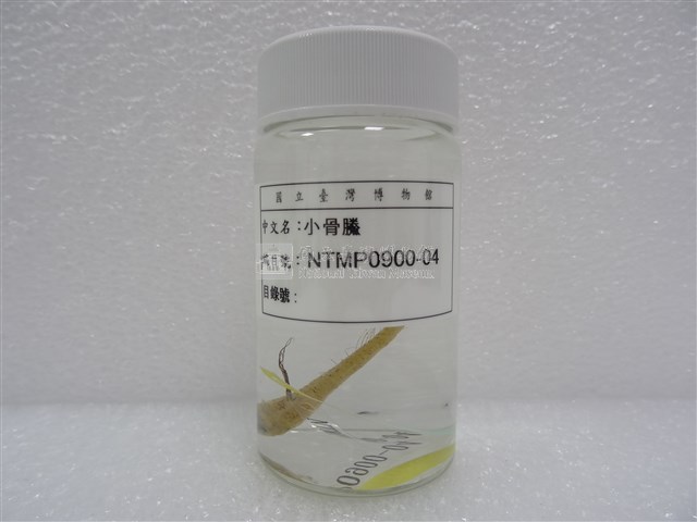 小骨鰧藏品圖，第2張