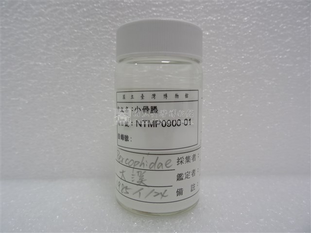 小骨鰧藏品圖，第2張