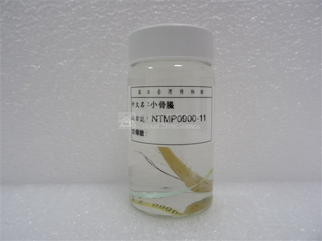 小骨鰧藏品圖，第2張