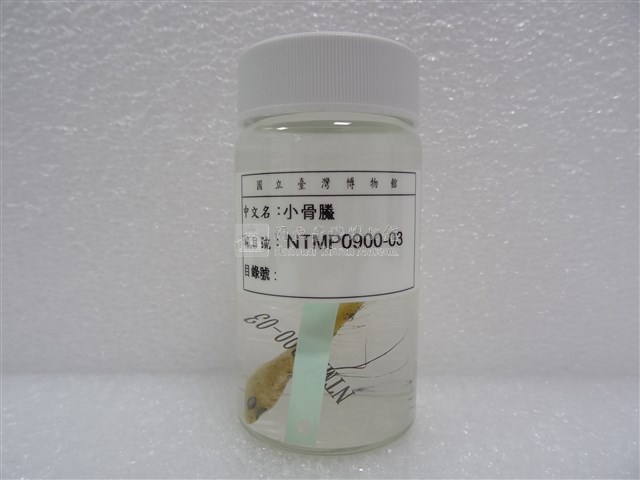 小骨鰧藏品圖，第2張