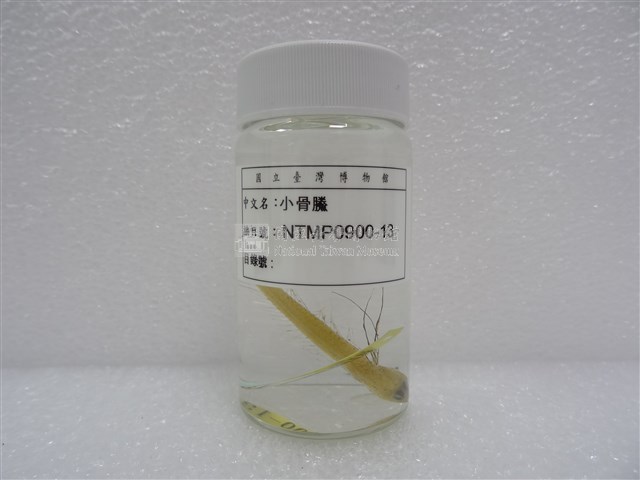 小骨鰧藏品圖，第2張