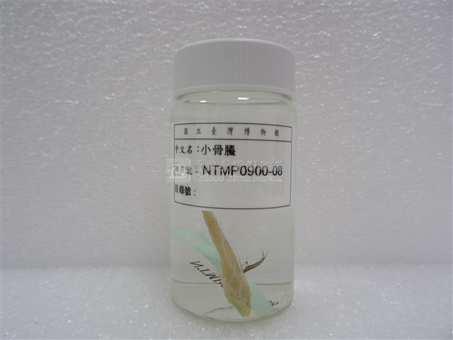 小骨鰧藏品圖，第2張