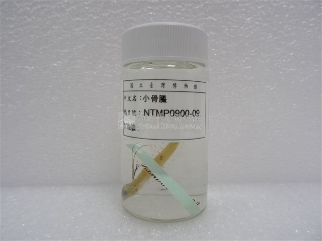 小骨鰧藏品圖，第2張