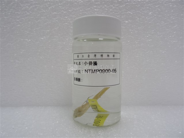 小骨鰧藏品圖，第2張