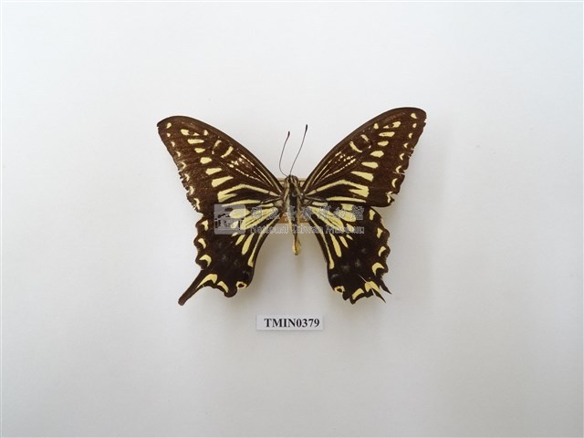 Papilio xuthus xuthus Collection Image, Figure 2, Total 4 Figures