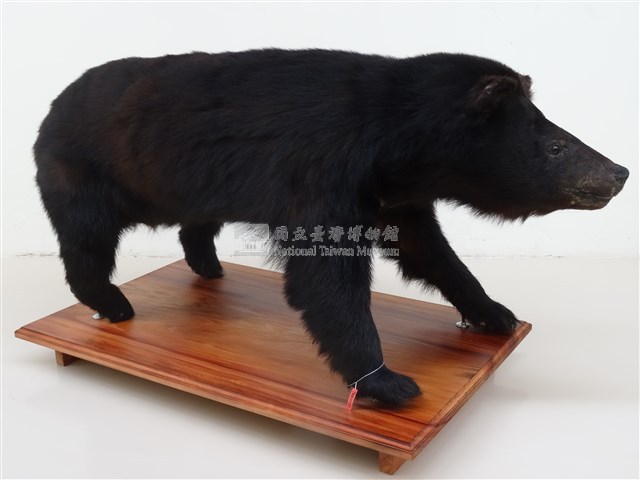 臺灣黑熊藏品圖，第2張