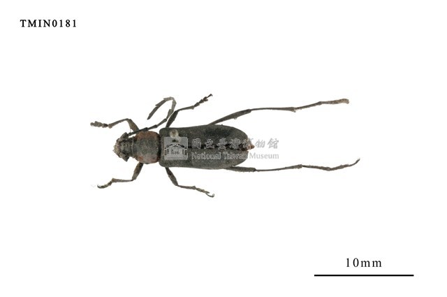 Prothema ochraceosignata  (Pic, 1915) Collection Image, Figure 1, Total 4 Figures