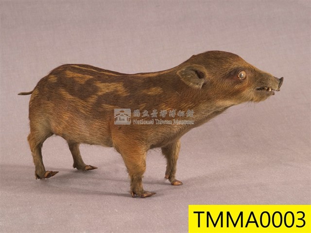 Formosan Wild Boar Collection Image, Figure 2, Total 19 Figures