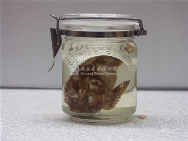 達摩毒鮋藏品圖，第1張