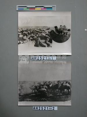 蒙古羊群與大小駱駝藏品圖，第1張