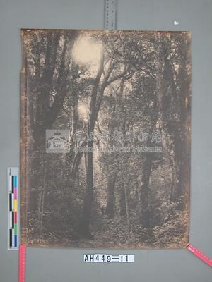 臺南州嘉義郡番地阿里山河合溪 (阿里山溪) 闊葉樹林藏品圖，第2張