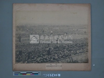 水尾蕃人公學校學生蔬菜栽培藏品圖，第3張