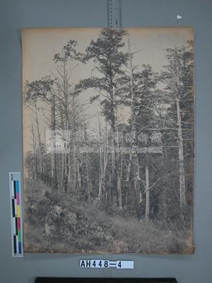 臺南州嘉義郡阿里山萬歲山森林原野之景藏品圖，第2張