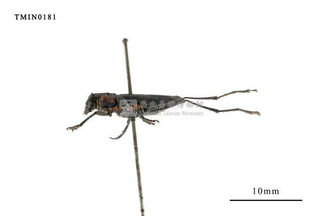 Prothema ochraceosignata  (Pic, 1915) Collection Image, Figure 3, Total 4 Figures