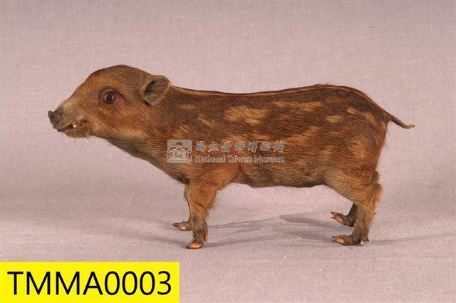 Formosan Wild Boar Collection Image, Figure 4, Total 19 Figures
