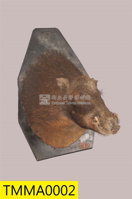 臺灣野豬藏品圖，第4張