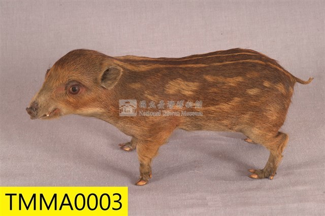 Formosan Wild Boar Collection Image, Figure 5, Total 19 Figures