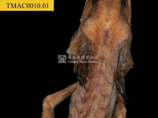 蠑螈類藏品圖，第8張