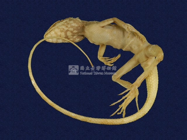 Swinhoe’s tree lizard Collection Image, Figure 3, Total 6 Figures