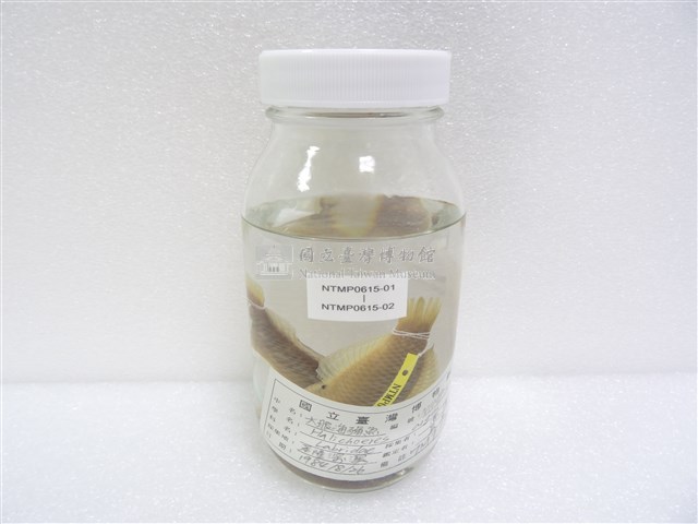 大眼海豬魚藏品圖，第2張
