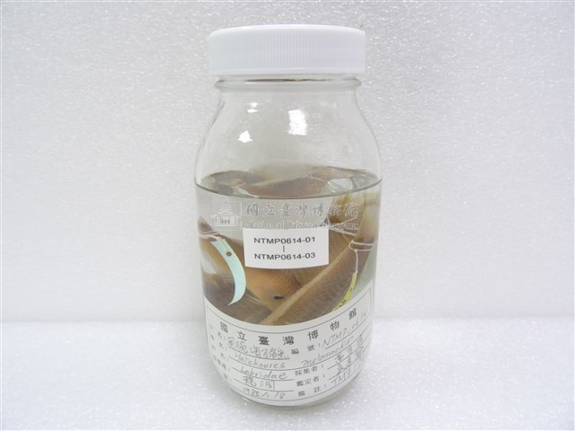 黑腕海豬魚藏品圖，第2張