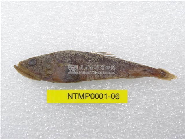貢氏鰐齒魚藏品圖，第1張