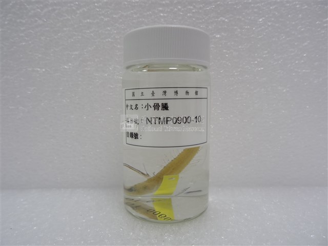 小骨鰧藏品圖，第2張
