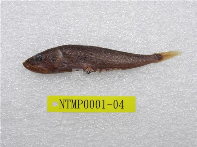 貢氏鰐齒魚藏品圖，第1張