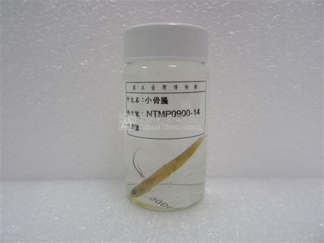 小骨鰧藏品圖，第2張