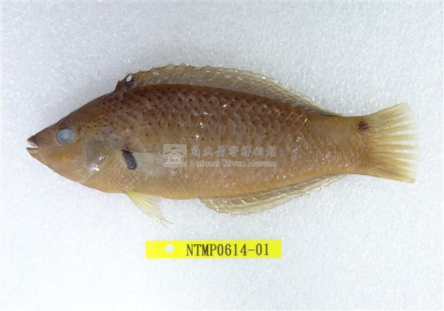 黑腕海豬魚藏品圖，第1張