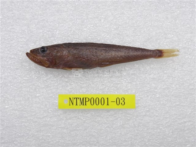 貢氏鰐齒魚藏品圖，第1張