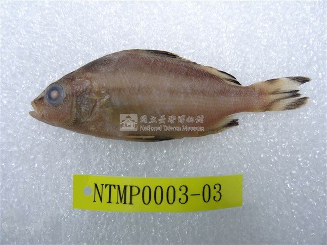 條紋鯻藏品圖，第1張