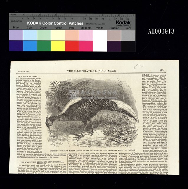 The Illustrated London News 臺灣素描插圖-藍腹鷴 (英文版 石版印刷 1865.7.23)藏品圖，第2張