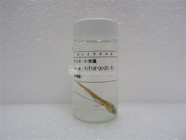 小骨鰧藏品圖，第2張