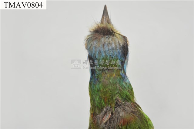 五色鳥藏品圖，第9張