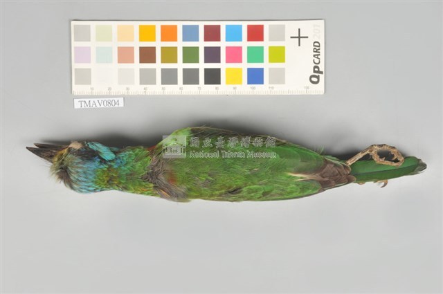 五色鳥藏品圖，第5張
