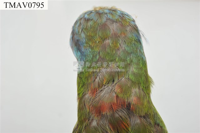 五色鳥藏品圖，第8張