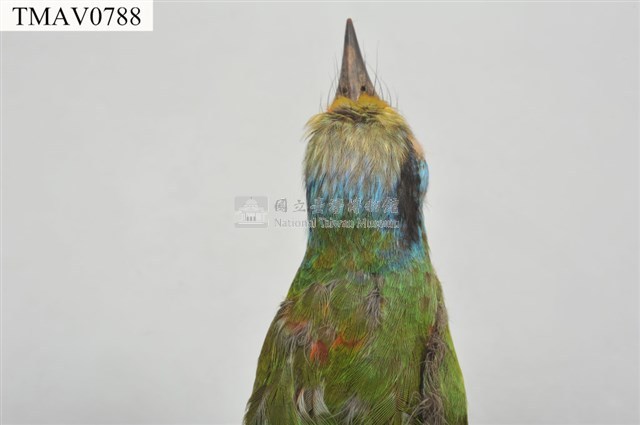 五色鳥藏品圖，第9張