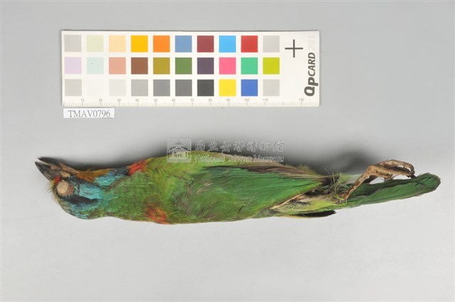 五色鳥藏品圖，第5張