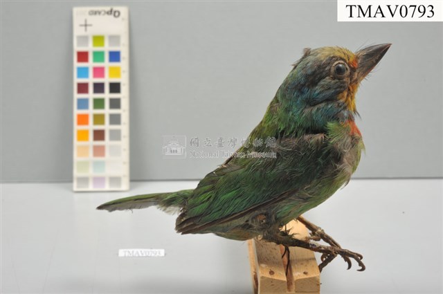 五色鳥藏品圖，第5張