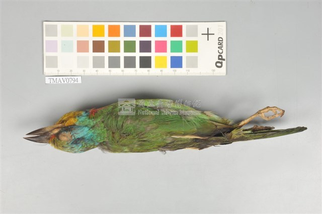 五色鳥藏品圖，第5張