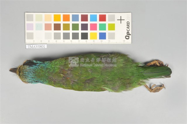 五色鳥藏品圖，第3張