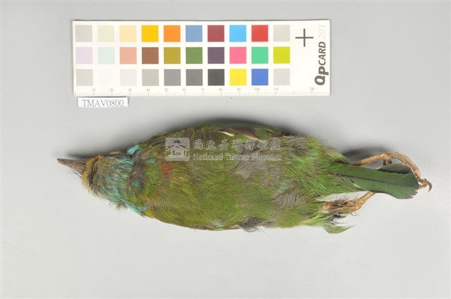 五色鳥藏品圖，第3張